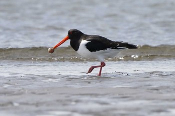 Eurasian Oystercatcher Unknown Spots Sat, 4/13/2024