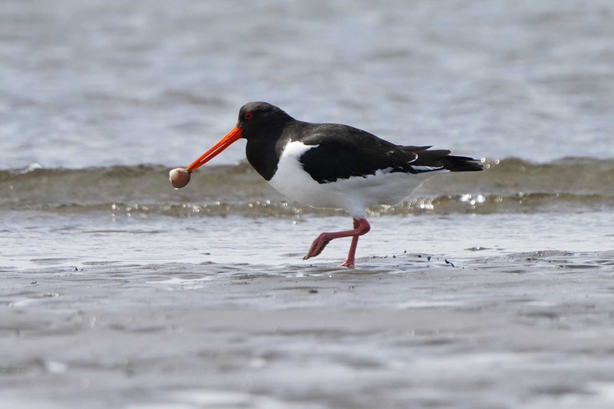 Photo of Eurasian Oystercatcher at  by ace