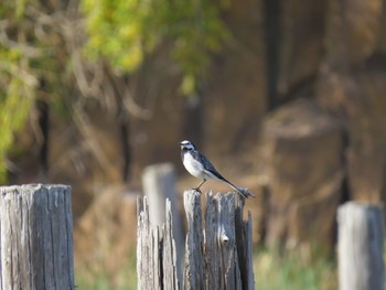 White Wagtail Kasai Rinkai Park Sun, 4/14/2024