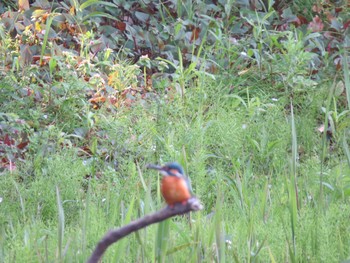 Common Kingfisher Kasai Rinkai Park Sun, 4/14/2024