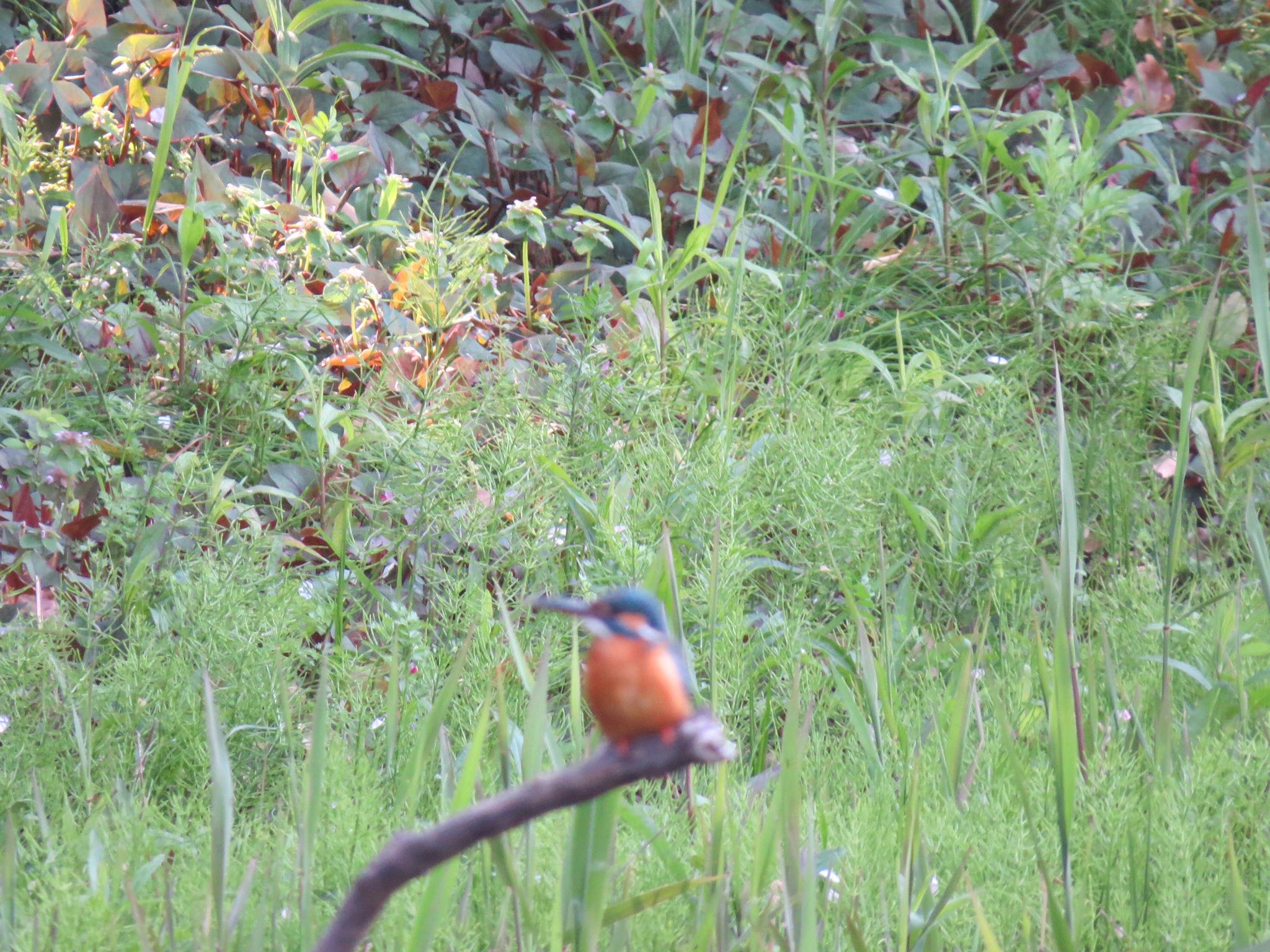 Photo of Common Kingfisher at Kasai Rinkai Park by Haruki🦜