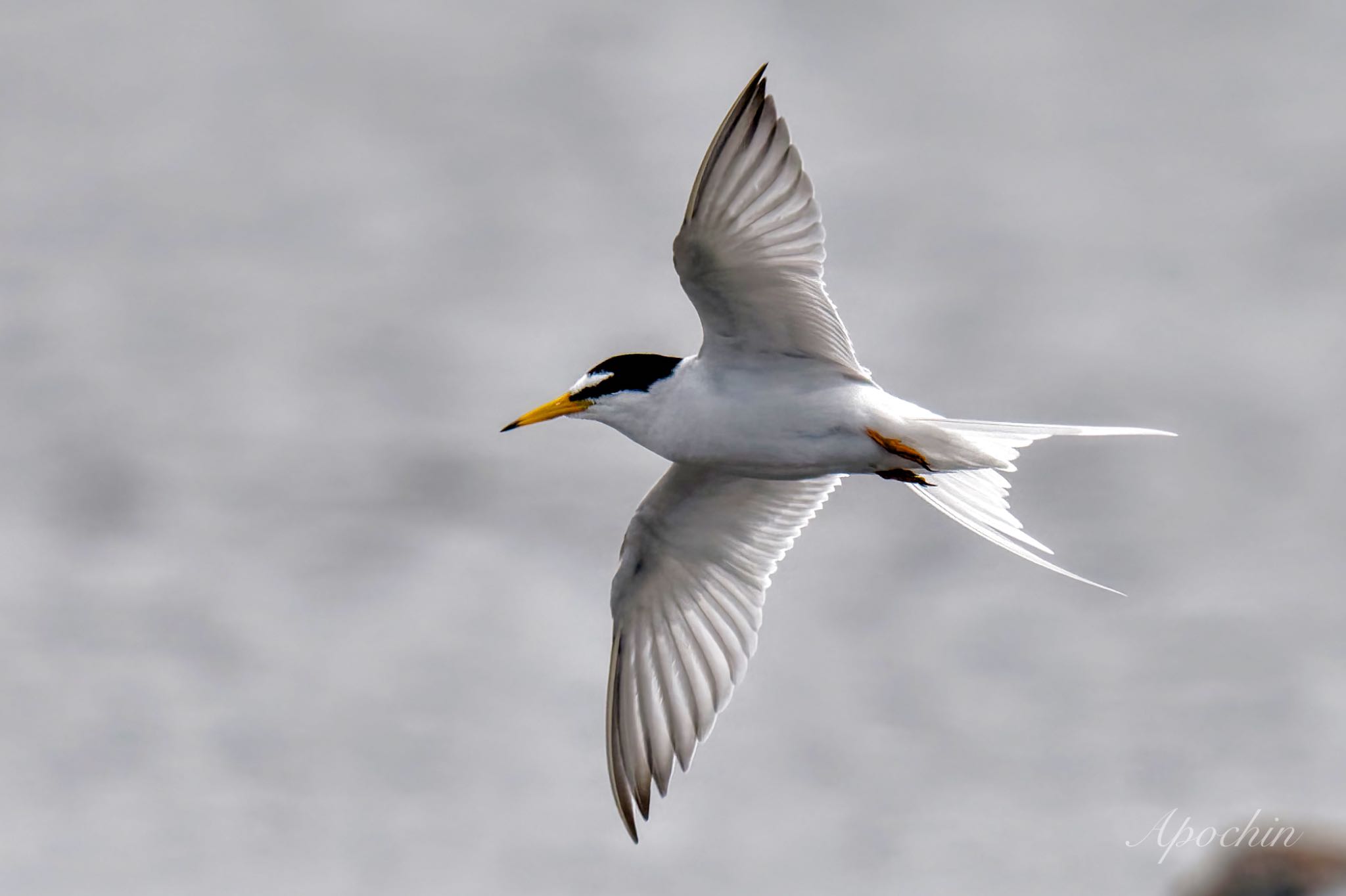 Photo of Little Tern at Sambanze Tideland by アポちん