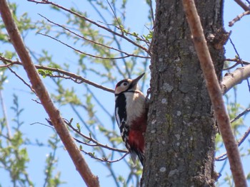 Great Spotted Woodpecker Izunuma Wed, 4/10/2024