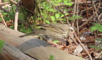 Olive-backed Pipit Akigase Park Sun, 4/14/2024