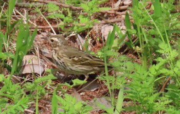 Olive-backed Pipit Akigase Park Sun, 4/14/2024