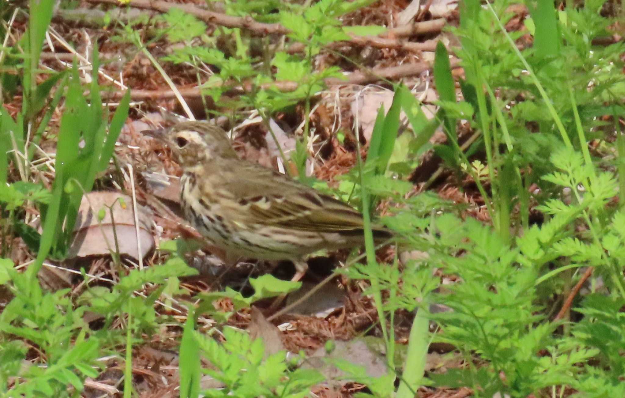 私は誰？どなたか、この鳥の名前が分かる方、教えて頂けると助かります。 by デビュタン