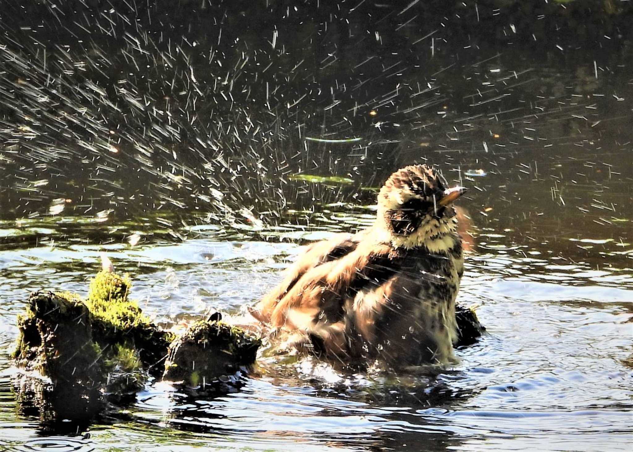 水元公園 ツグミの写真 by まつげ