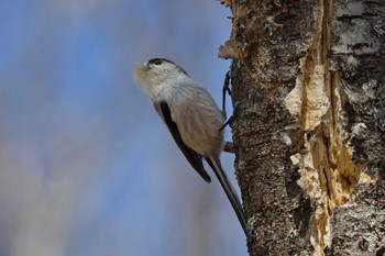 Long-tailed Tit Senjogahara Marshland Sat, 4/13/2024