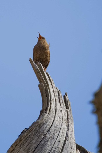 Eurasian Wren Senjogahara Marshland Sat, 4/13/2024