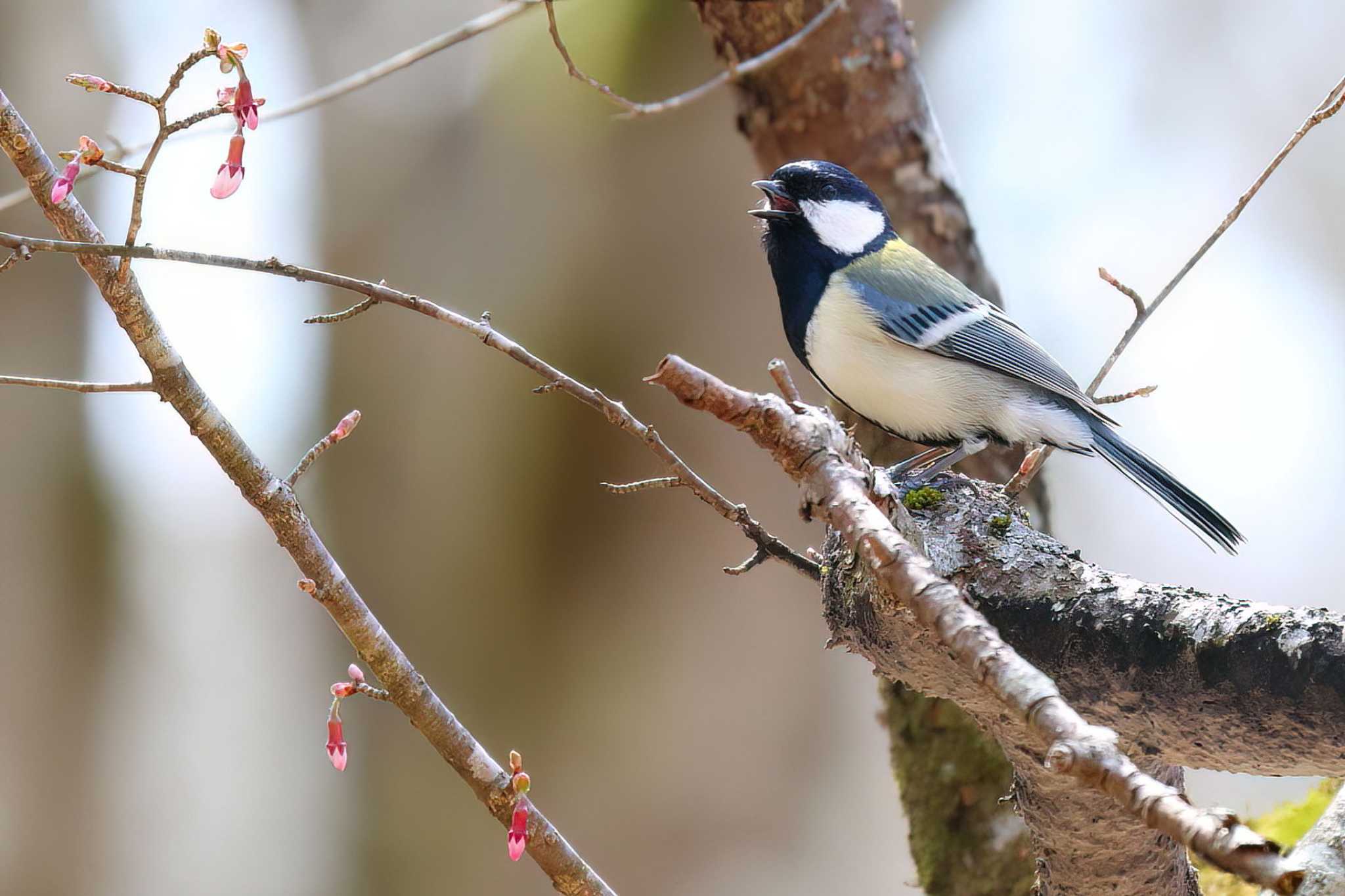 シジュウカラ by fuji3776