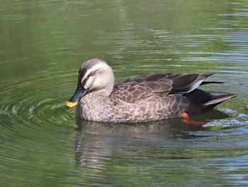 カルガモ 向島百花園 2024年4月14日(日)