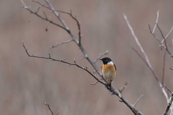 Amur Stonechat Senjogahara Marshland Sat, 4/13/2024