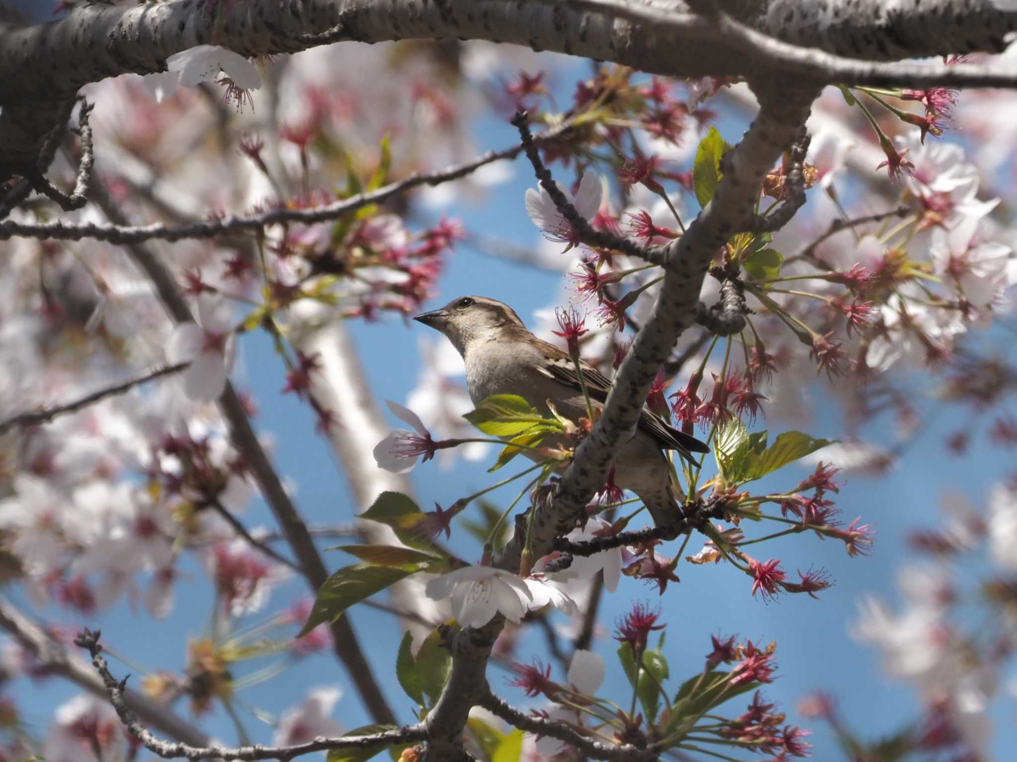 Photo of Russet Sparrow at 道場 by マル