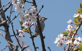 ニュウナイスズメ 道場 2024年4月14日(日)