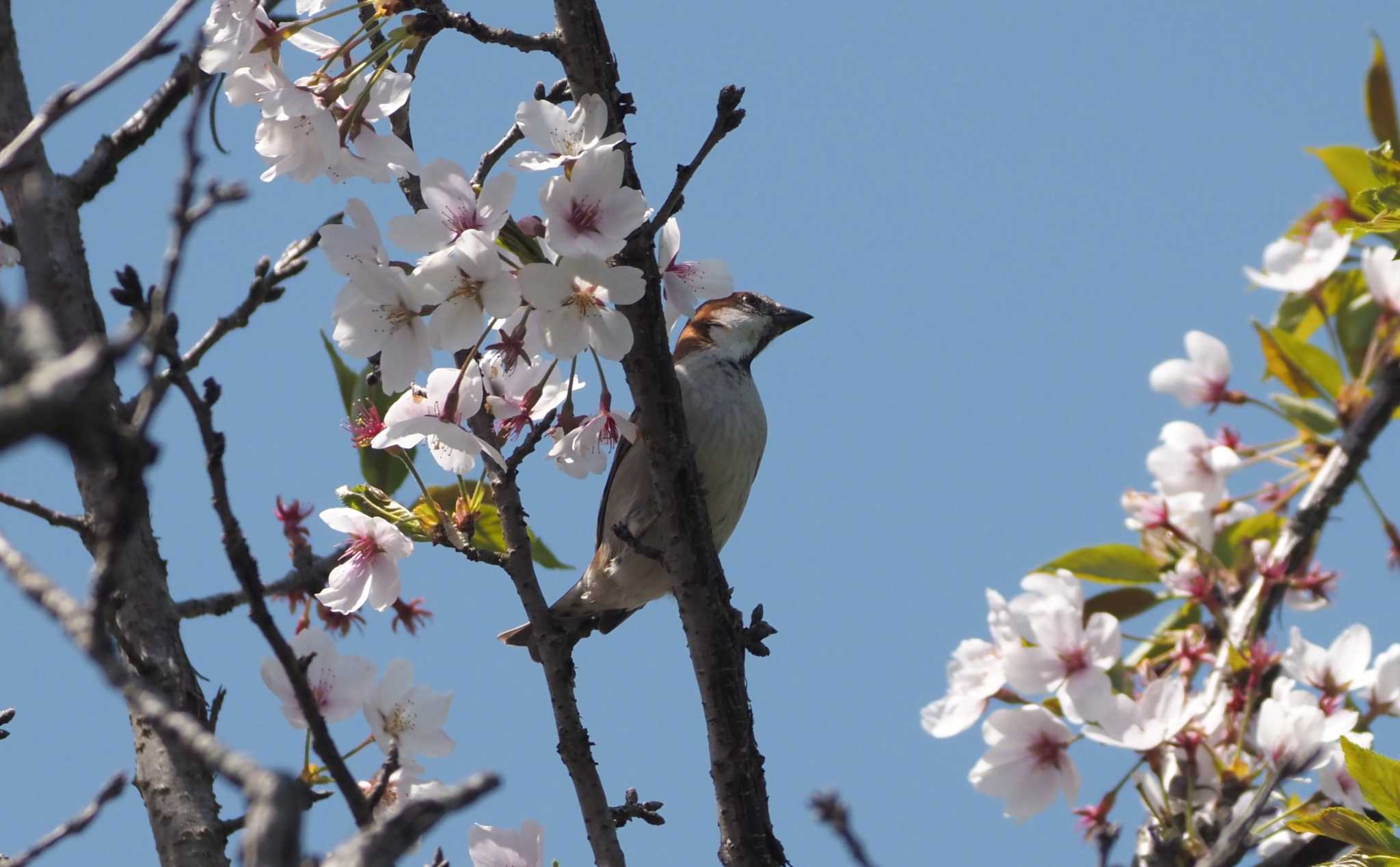 Photo of Russet Sparrow at 道場 by マル