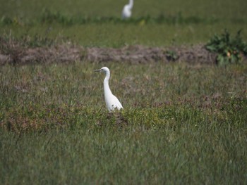 Medium Egret 道場 Sun, 4/14/2024