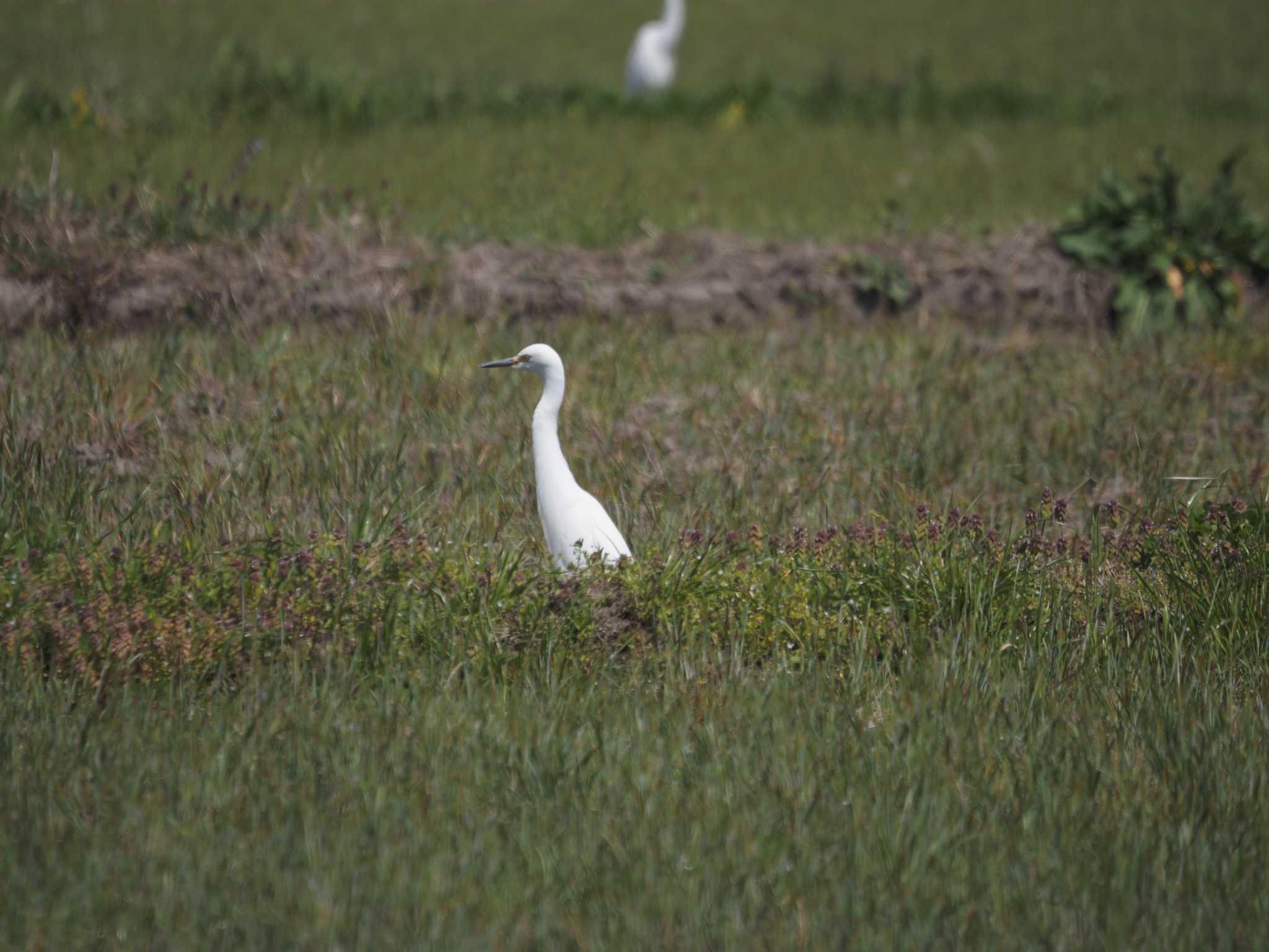 Photo of Medium Egret at 道場 by マル