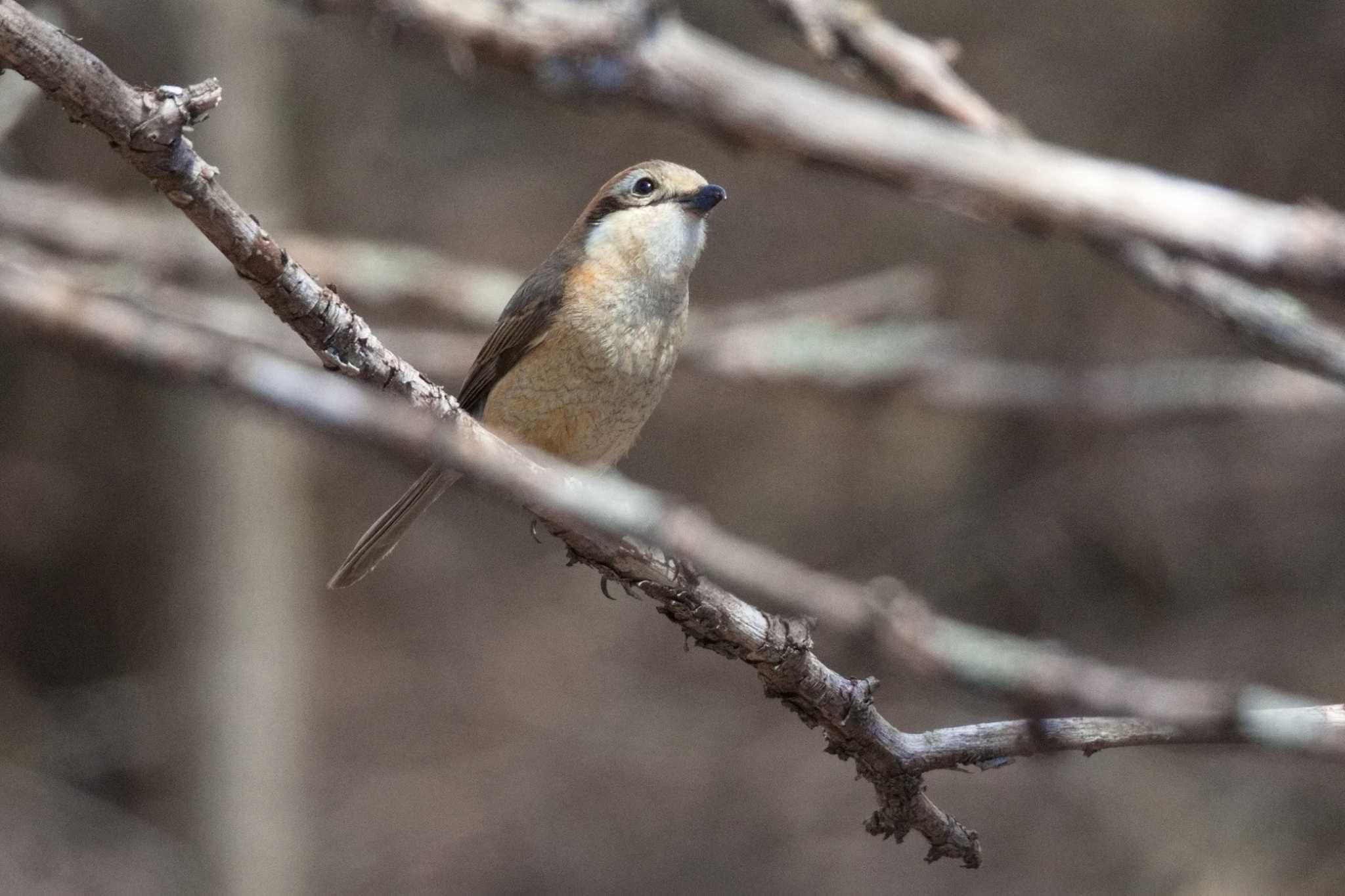 Bull-headed Shrike