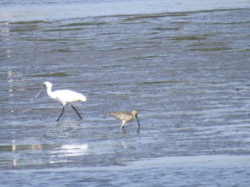 クロツラヘラサギ 葛西臨海公園 2024年4月14日(日)