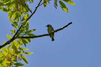 Grey-streaked Flycatcher 大阪府 Sun, 4/14/2024