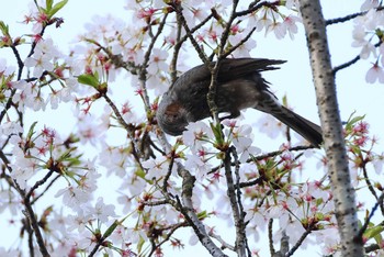 Brown-eared Bulbul 愛知県 Sun, 4/7/2024