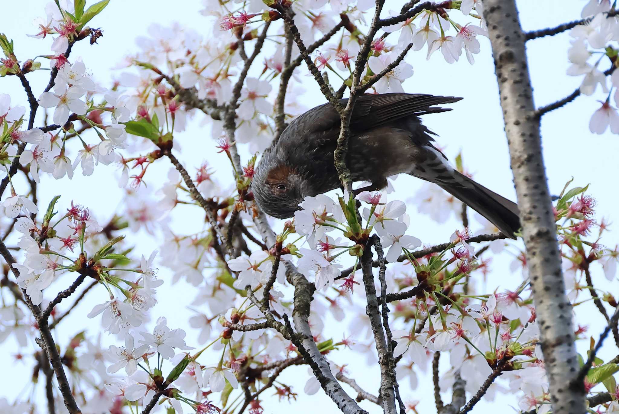 Photo of Brown-eared Bulbul at 愛知県 by ma-★kun