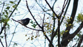 ムクドリ 巨椋干拓地 2018年12月24日(月)