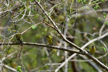 Eurasian Siskin Unknown Spots Sun, 4/14/2024