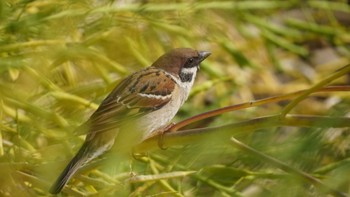 Eurasian Tree Sparrow Hama-rikyu Gardens Sun, 4/14/2024