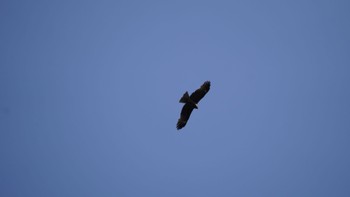 Black Kite Hama-rikyu Gardens Sun, 4/14/2024