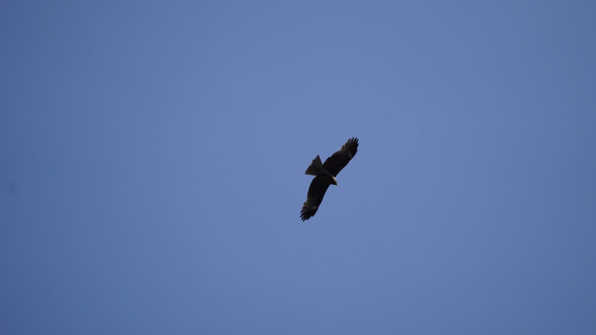 Photo of Black Kite at Hama-rikyu Gardens by numoco