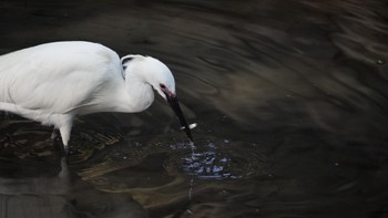 Little Egret Hama-rikyu Gardens Sun, 4/14/2024