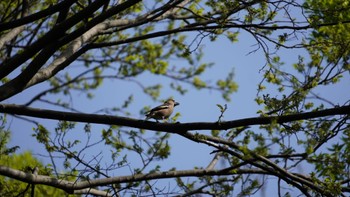 Hawfinch Hama-rikyu Gardens Sun, 4/14/2024