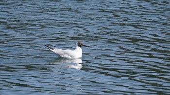 ユリカモメ 浜離宮恩賜庭園 2024年4月14日(日)