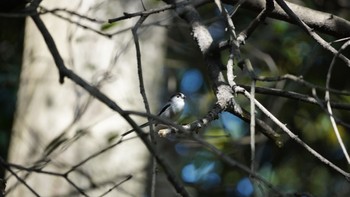 Long-tailed Tit Hama-rikyu Gardens Sun, 4/14/2024