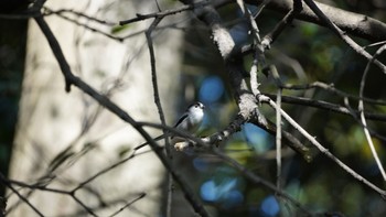 エナガ 浜離宮恩賜庭園 2024年4月14日(日)