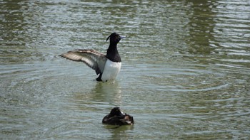 Tufted Duck Hama-rikyu Gardens Sun, 4/14/2024