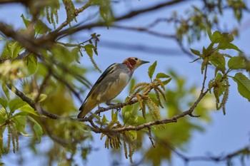 2024年4月14日(日) 大阪府の野鳥観察記録