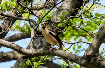 シメ 大阪城公園 2024年4月14日(日)