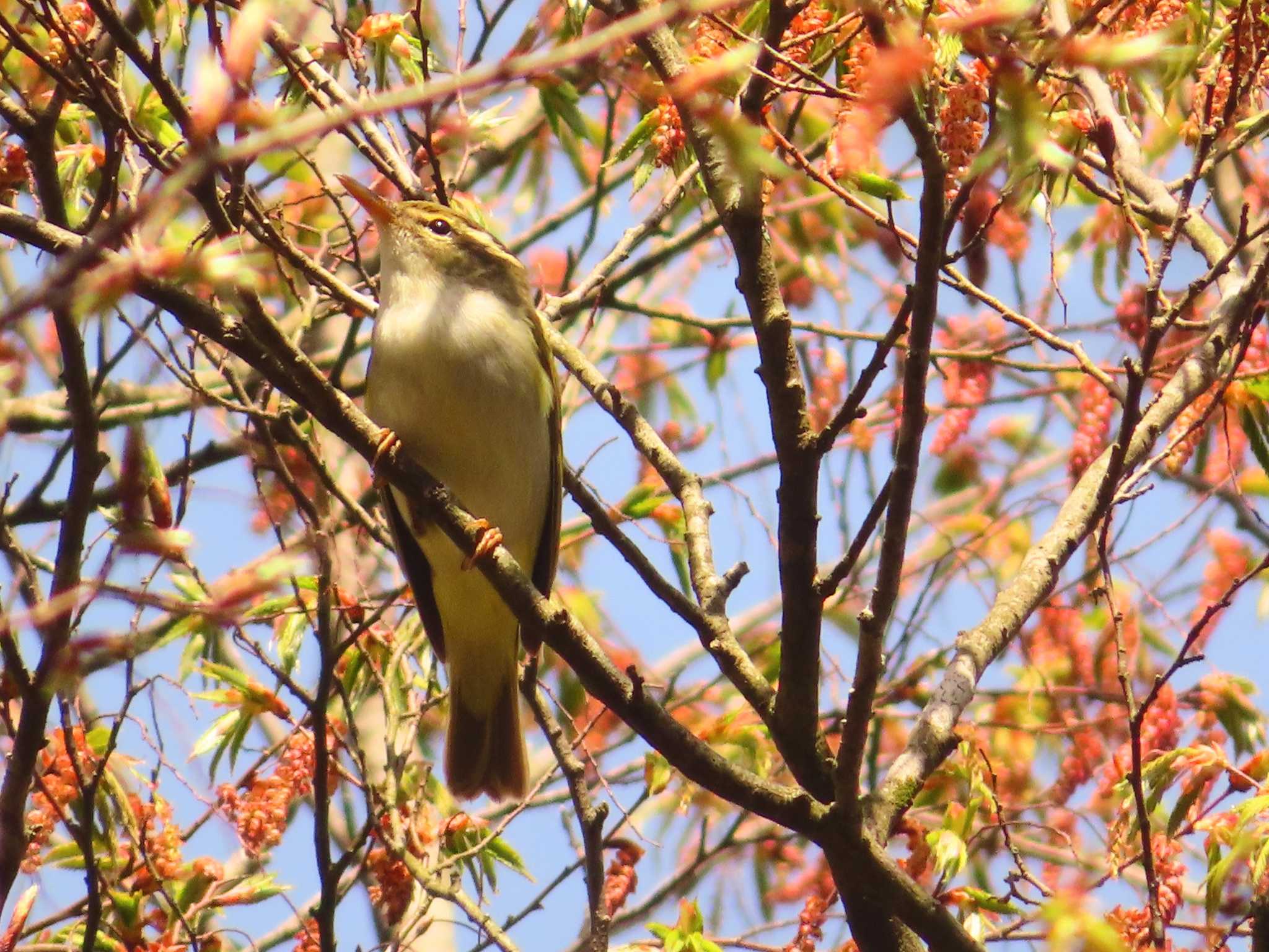 Eastern Crowned Warbler