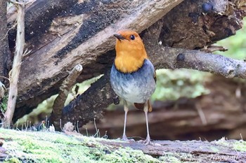 Japanese Robin 神奈川 Sun, 4/14/2024