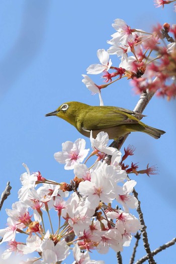 Warbling White-eye 平谷川 Sun, 4/14/2024