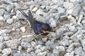 ツバメ 奈良 馬見丘陵公園、葛下川 2024年4月7日(日)