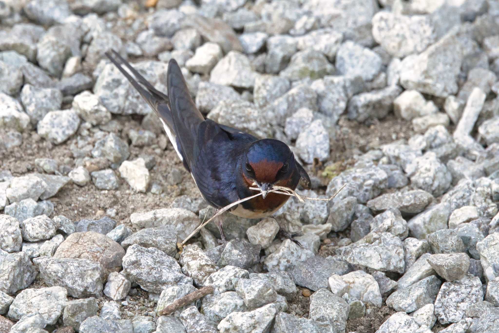 Photo of Barn Swallow at 奈良 馬見丘陵公園、葛下川 by アカウント15049