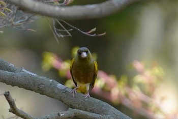 カワラヒワ 六甲山 2024年4月13日(土)