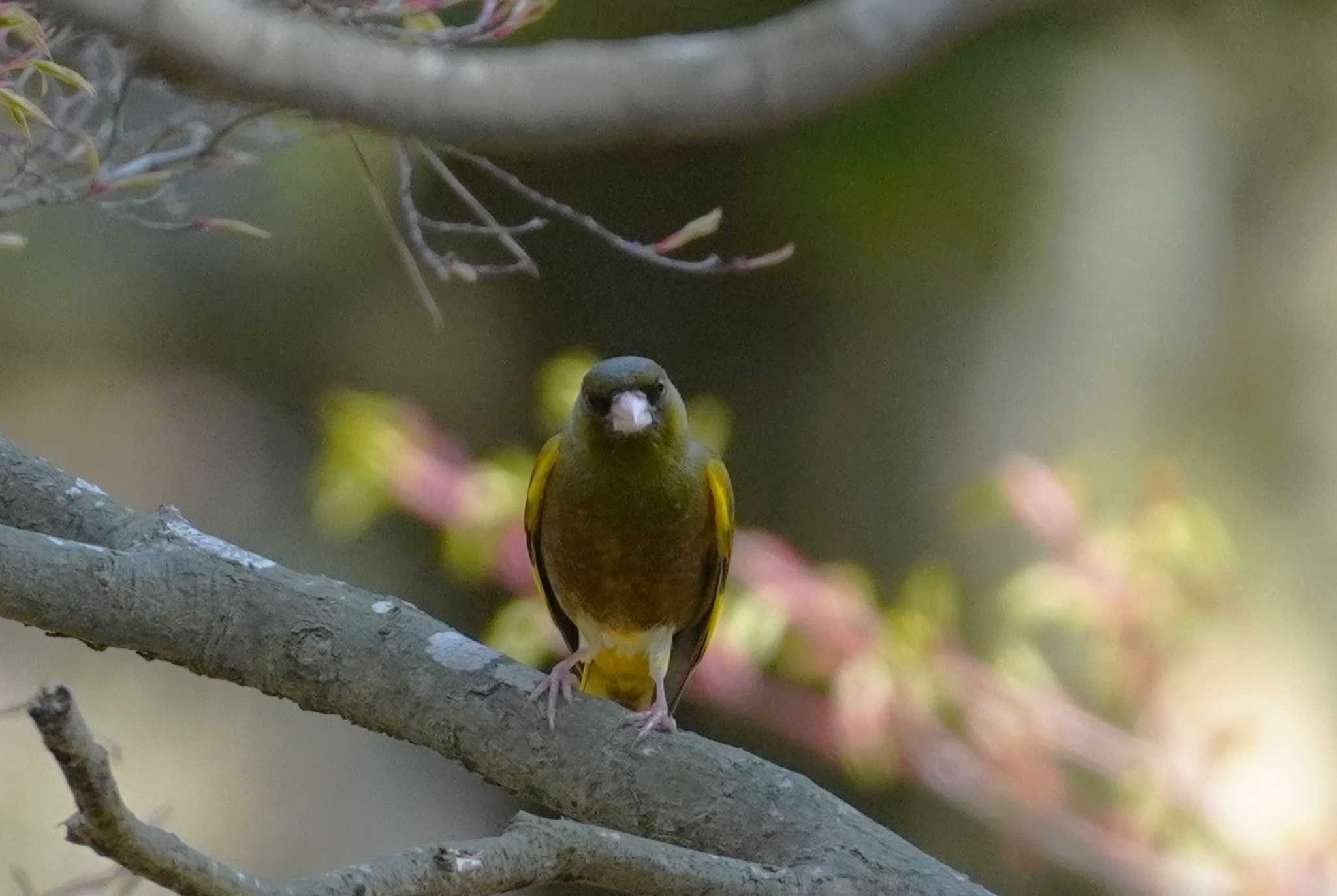 Grey-capped Greenfinch