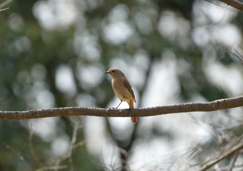 Daurian Redstart 六甲山 Sat, 4/13/2024