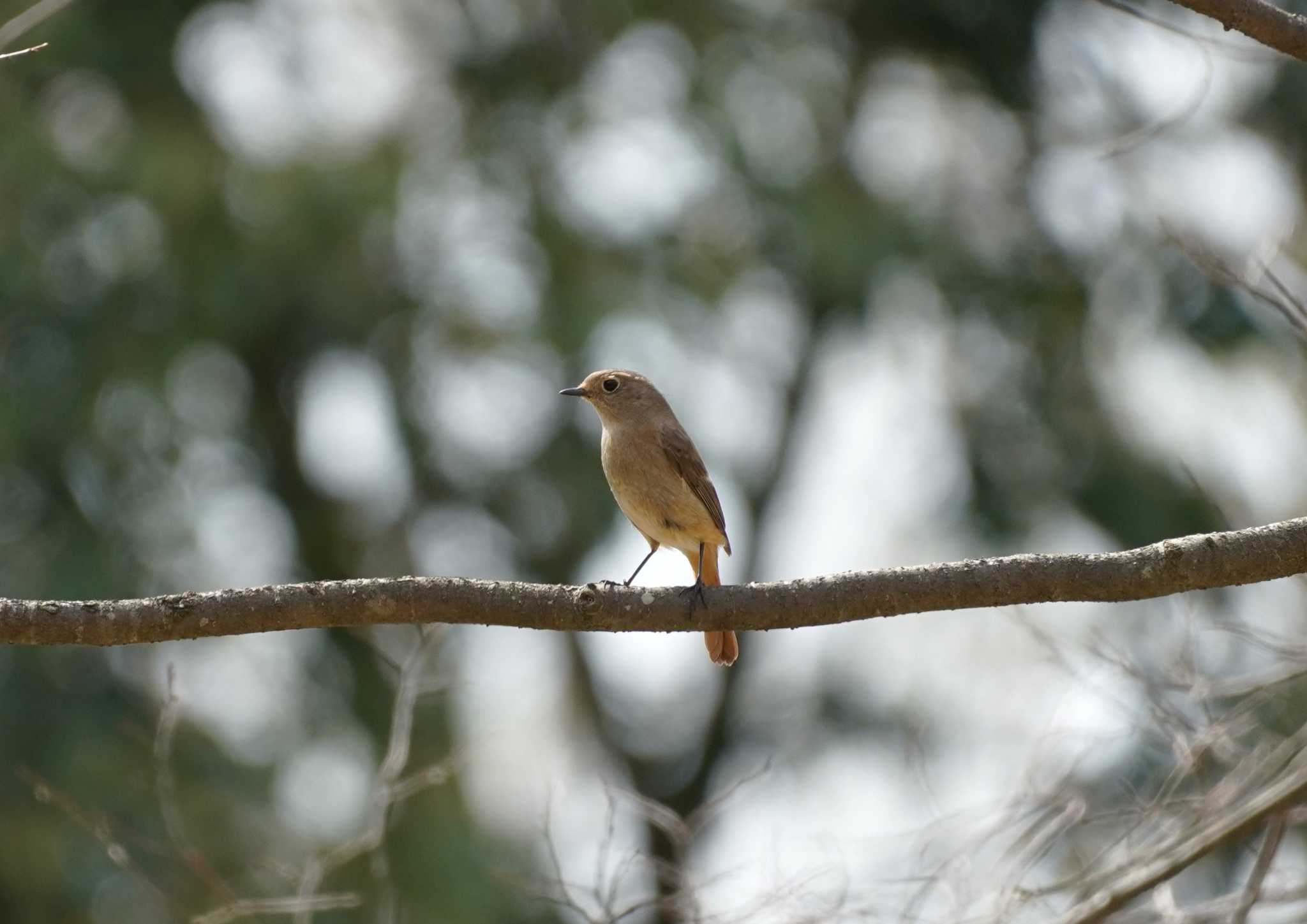 Daurian Redstart