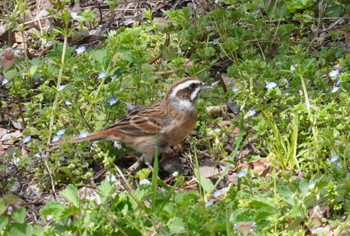 Meadow Bunting 六甲山 Sat, 4/13/2024