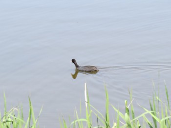 Eurasian Coot Kasai Rinkai Park Sun, 4/14/2024